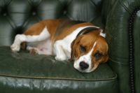 Beagle mit Halsband liegt auf einem gruenen Sofa.jpg