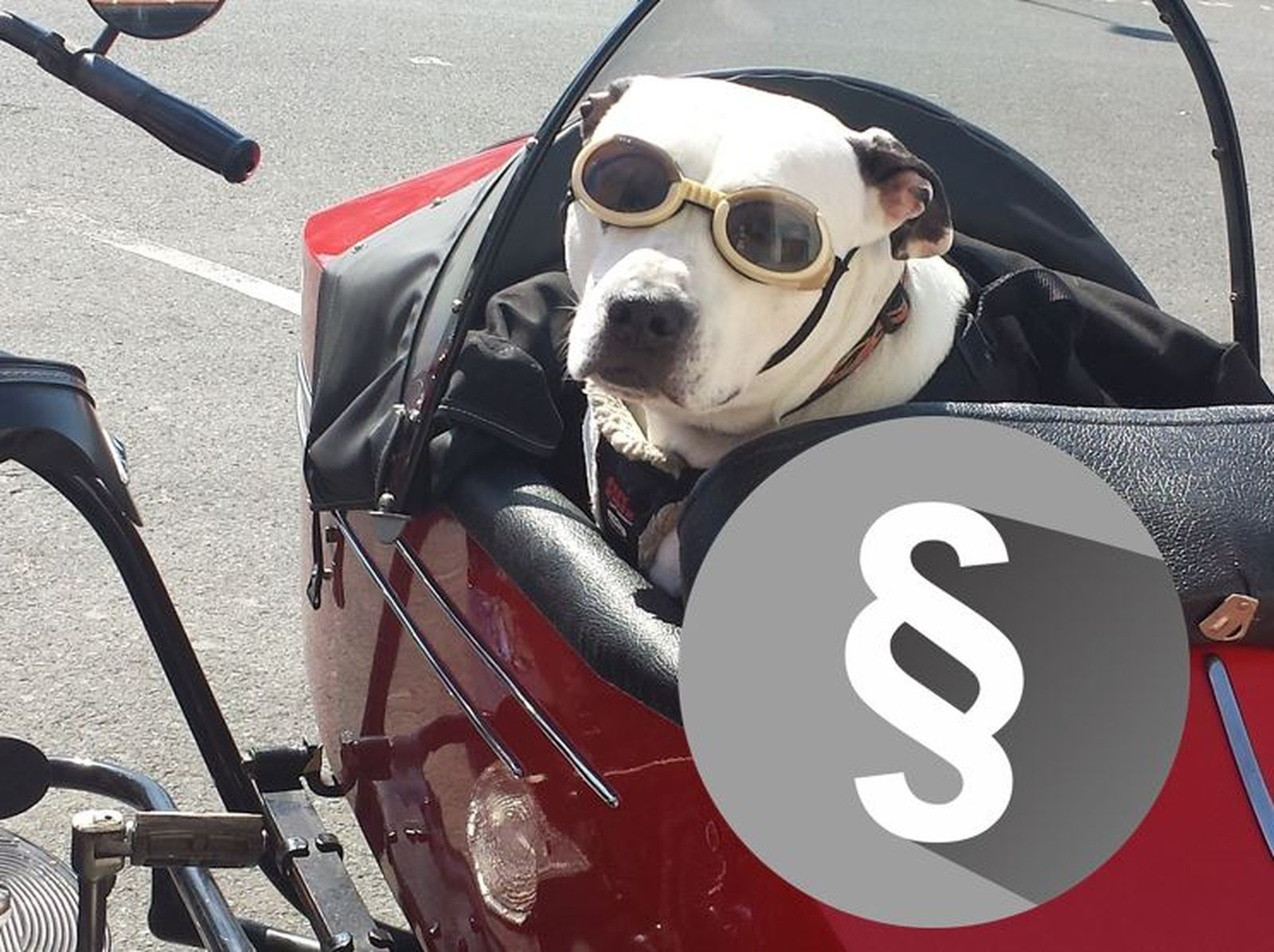 Das Foto zeigt ein Paragrafensymbol mit einem Hund mit Schutzbrille in einem Seitenwagen eines Motorrads der seinen Kopf zum Betrachter umdreht