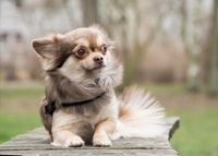 Ein Chihuahua sitzt auf einem Holzbrett und schaut nach rechts.jpg