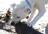 Weisser Hund frisst am Strand Seerobbenkadaver.jpg