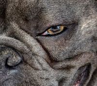 Hund mit offenem Fang und schmalen traenenden Augen in Nahaufnahme Ausschnitt.jpg