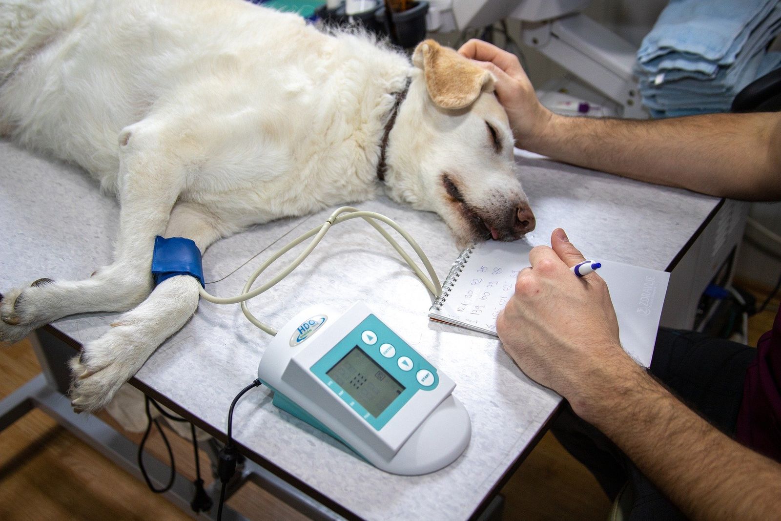 Ein beiger Hund liegt mit Blutdruckmessgerät auf dem Tisch bei Tierarzt und ein Mensch hält den Kopf und macht sich mit einem Stift Notizen