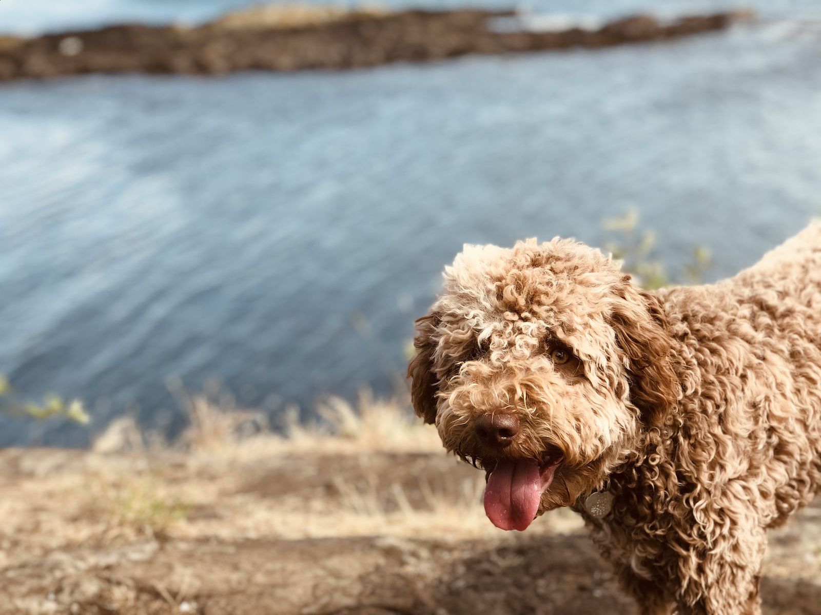 Ein hellbraun-gelockter Hund mit offenem Maul und heraushängender Zunge steht am Wasser und schaut den Betrachter an