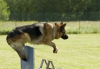 Deutscher Schaeferhund springt ueber eine Wand beim Gebrauchshundesport.jpg