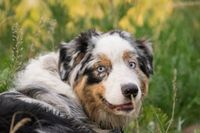 Ein Australian Shepherd mit blauen Augen und gescheckter Nase liegt auf der Wiese und schaut zum Betrachter zurueck.jpg