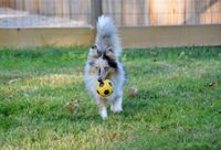 Junger Australian Shepherd mit Ball im Fang.jpg