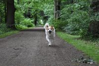 Ein weiss brauner Hund laeuft mit offenem Fang auf dem Waldweg der Kamera entgegen.jpg