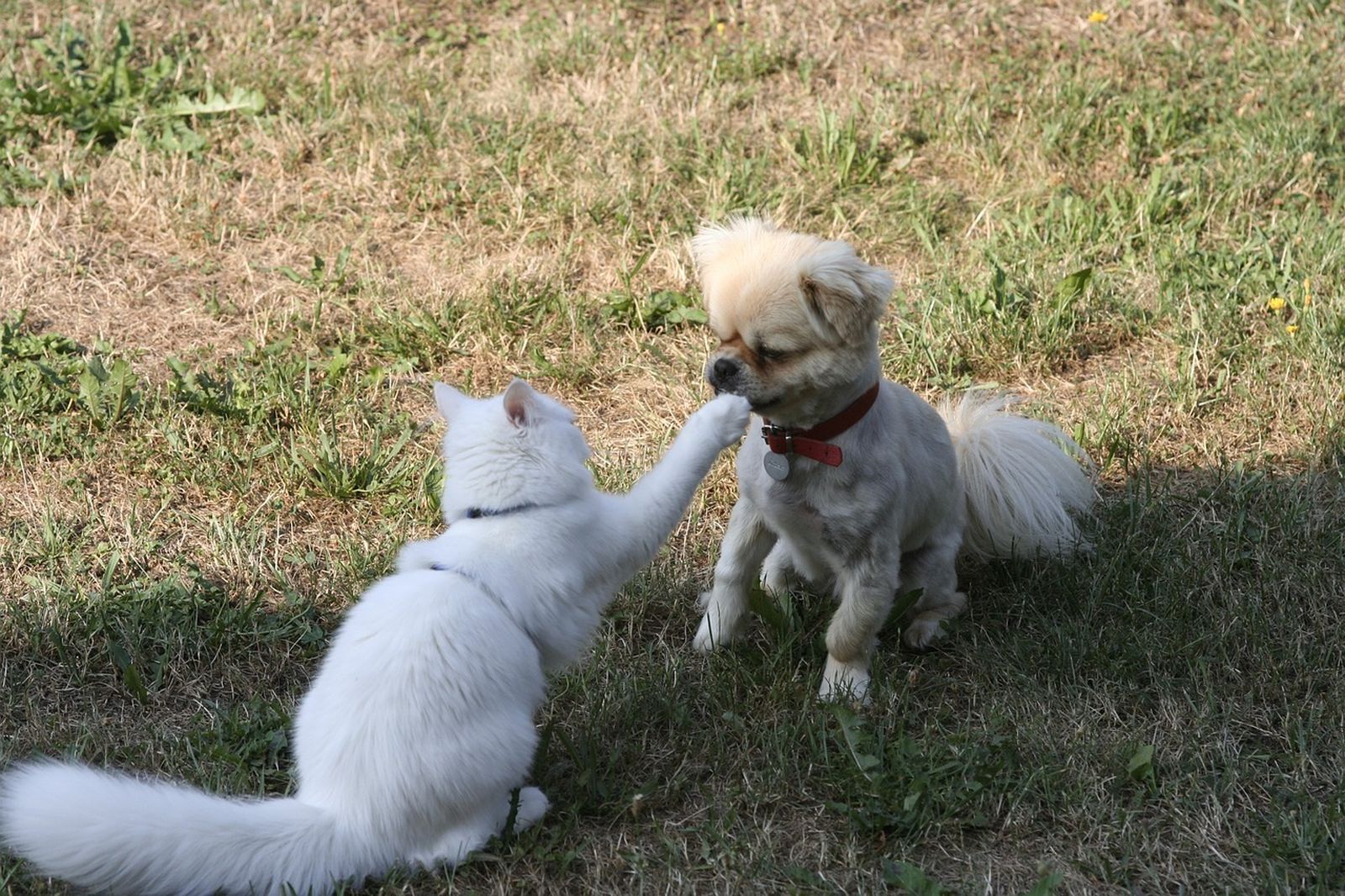 Ein beiger Kleinhund mit rotem Halsband sitzt gegenüber einer weißen Katze auf der Wiese und die Katze berührt den Hund mit ihrer Pfote an der Schnauze