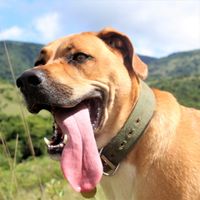 Hellbrauner Hund mit gruenem Halsband und weit heraushaengender Zunge.jpg