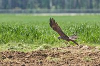 Greifvogel beim Anflug im Feld.jpg