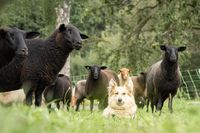 Ein beiger Huetehund vor einer Schafherde schaut aufmerksam den Betrachter an.jpg