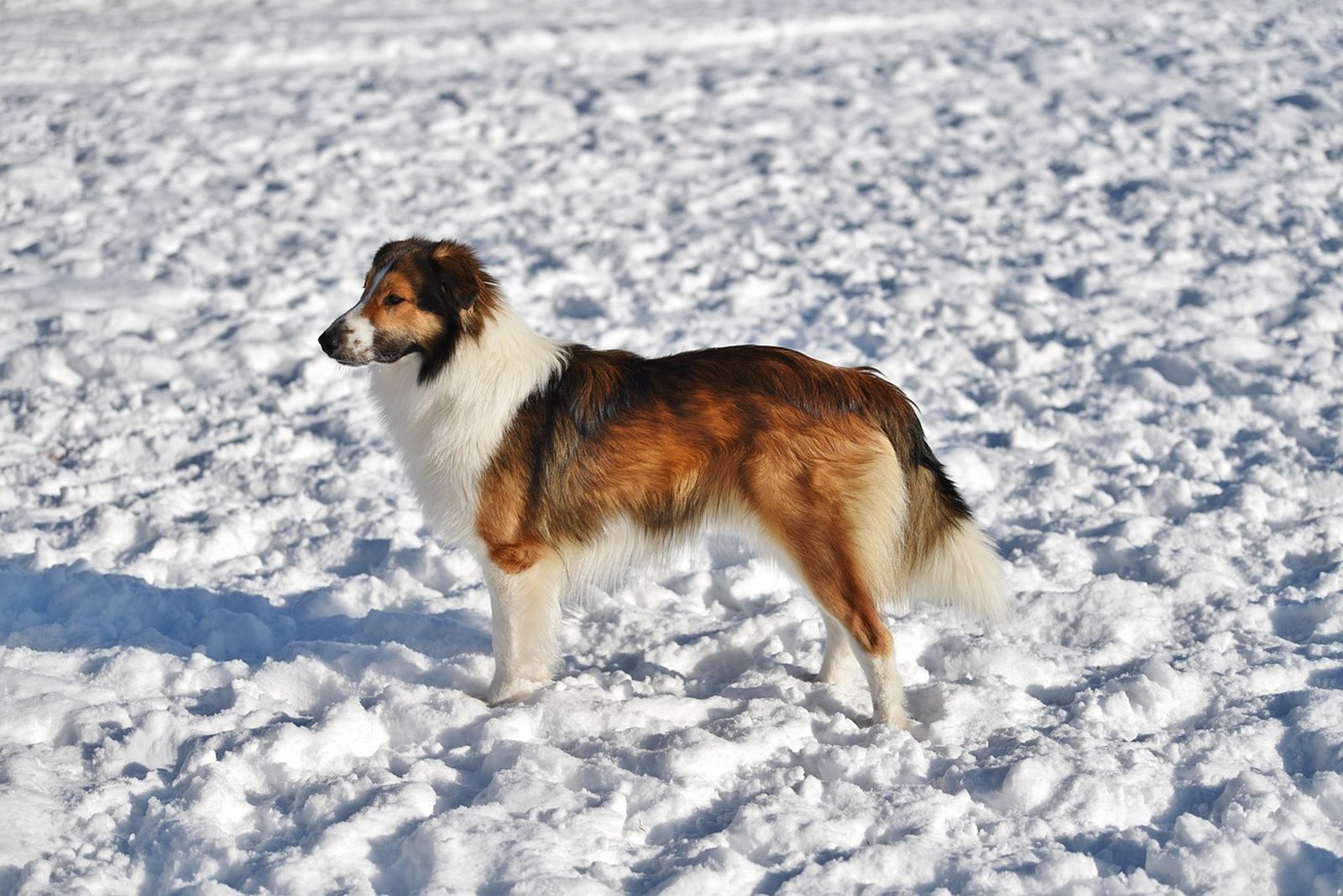 Ein weiß-braun-schwarzer Hund der Rasse English Shepherd steht seitlich zum Betrachter im Schnee und schaut konzentriert in die Ferne