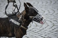 Ein Polizeihund mit Maulkorb und Geschirr wird an der Leine kurz gehalten.jpg