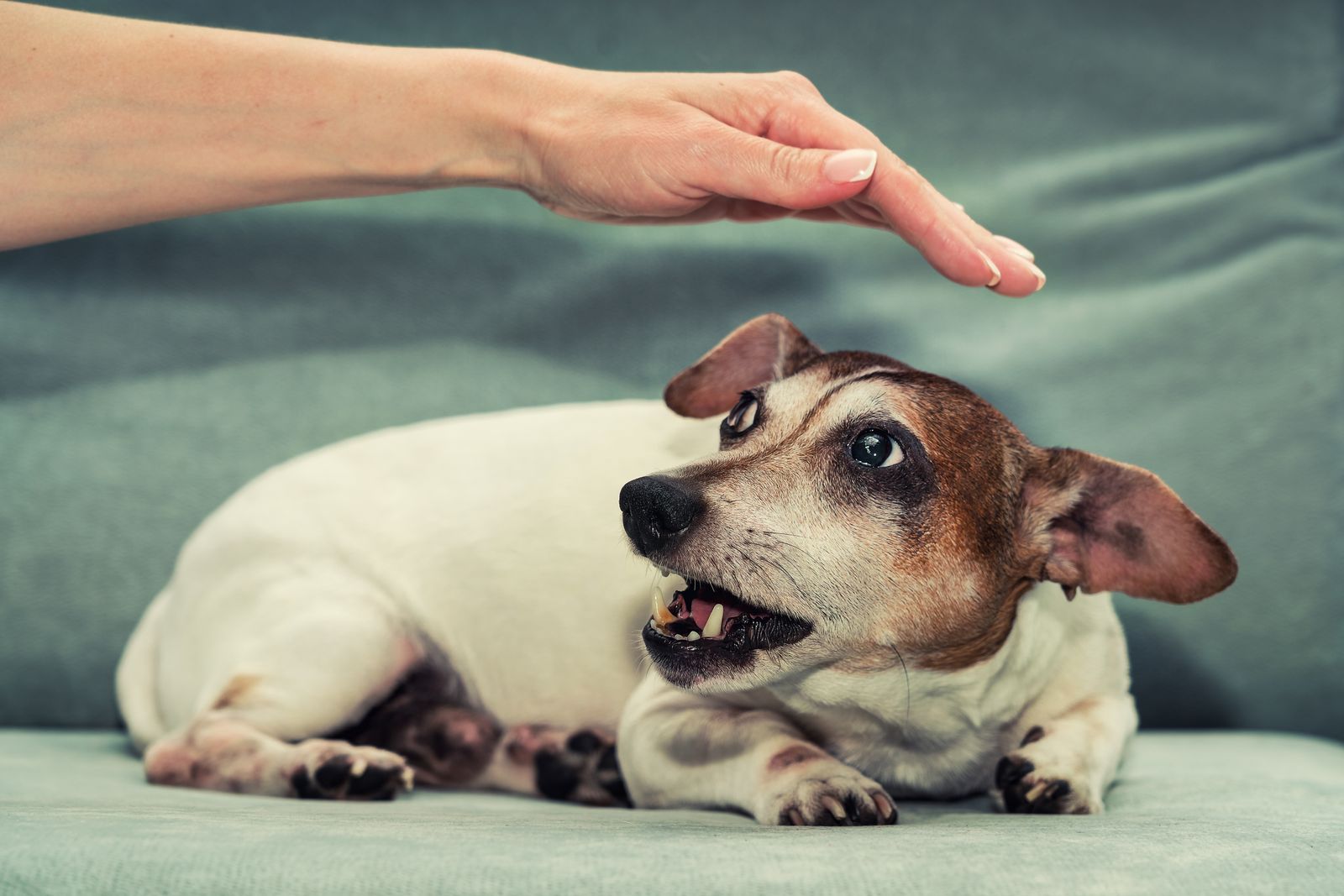 Ein alter weiß-brauner Hund liegt geduckt und verschreckt auf einem weißen Untergrund und schaut hoch zu einer über ihm befindlichen Menschenhand.