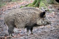 Ein Wildschwein seitlich im Wald aufgenommen.jpg