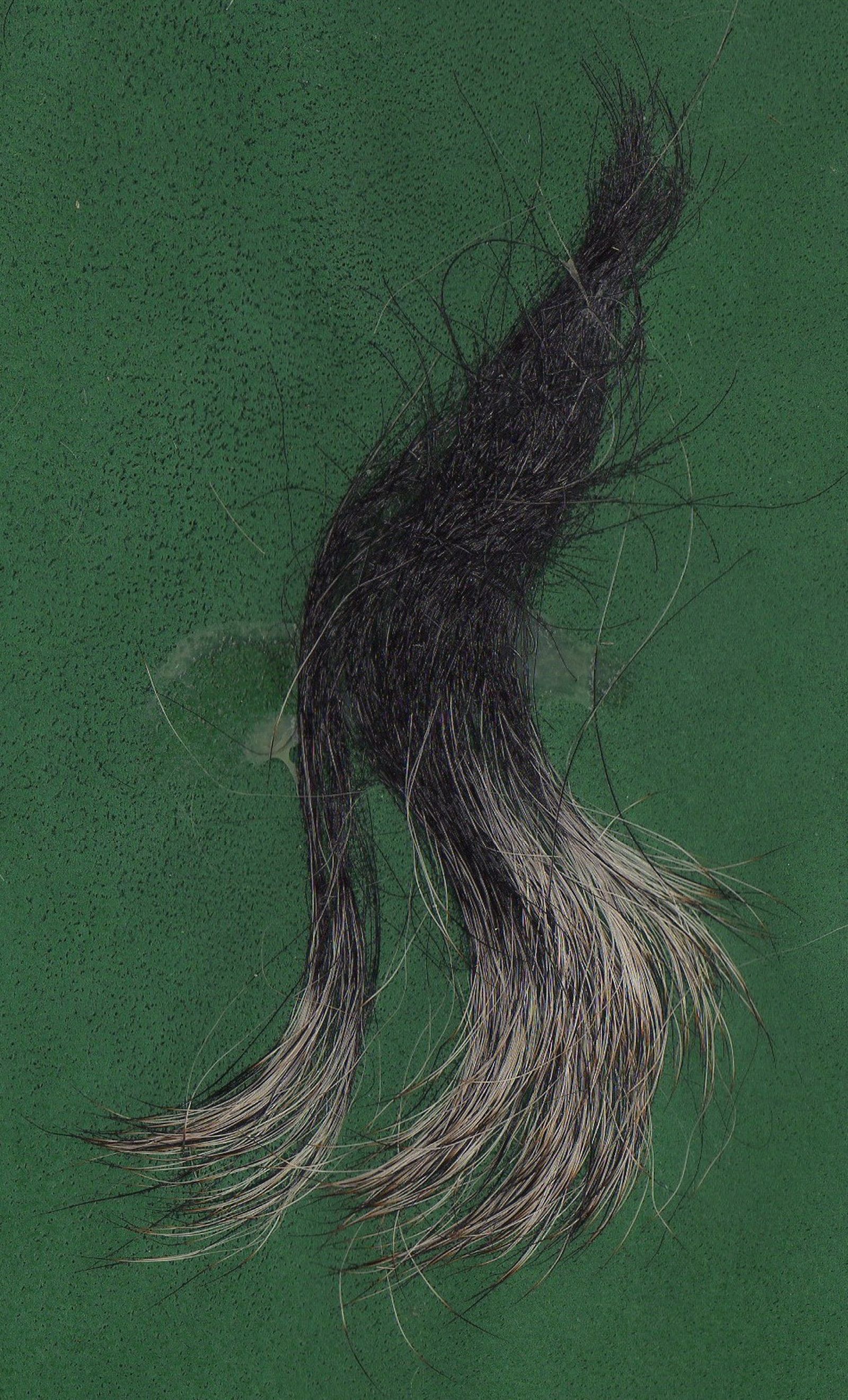 Schwarz-graue Haare vom Schnauzer in Großaufnahme auf grünem Untergund