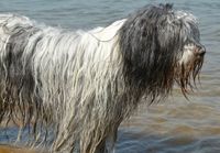 Polnischer Niederungshuetehund steht im Wasser Ausschnitt.jpg