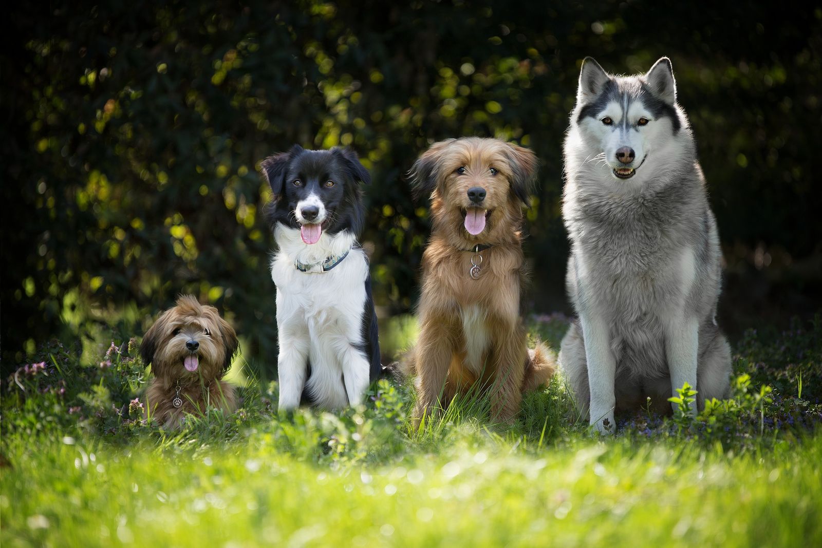 Vier unterschiedliche Hunde sitzen auf der Wiese nebeneinander und schauen den Betrachter an