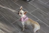 Chihuahua mit Halstuch.jpg