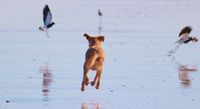 Hellbrauner Hund jagt Voegel am Strand.jpg
