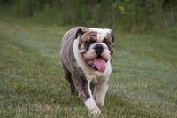 Englische Bulldogge mit heraushaengender Zunge laeuft über die Wiese.jpg