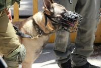 Deutscher Schaeferhund mit Maulkorb und zwei Soldaten Ausschnitt.jpg