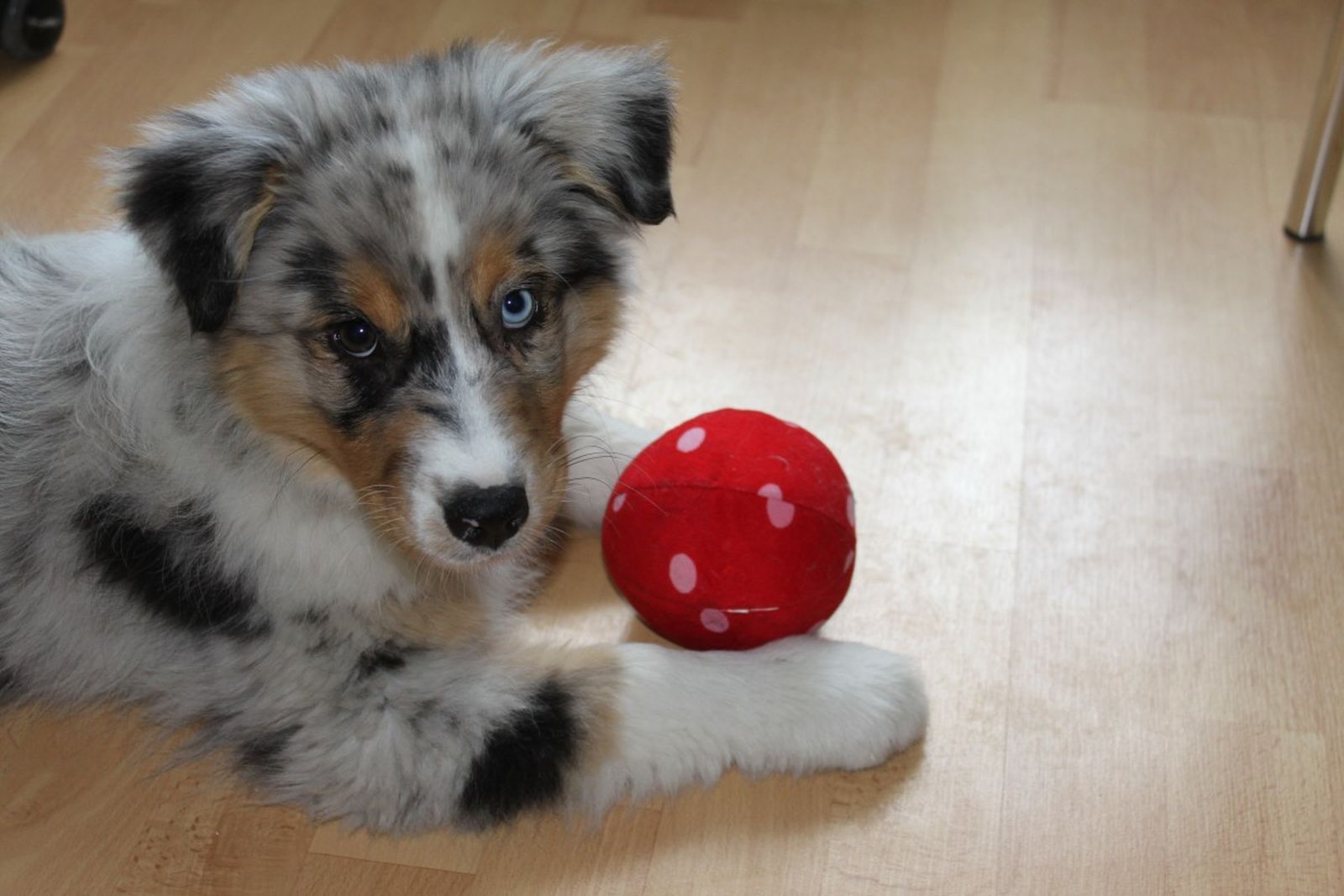 Ein junger Hund der Rasse Australian Shepherd in grau-weiß-rotbraun mit einem braunen und blauen Auge liegt auf dem Parkettboden neben einem roten Ball mit weißen Punkten und schaut den Betrachter an.