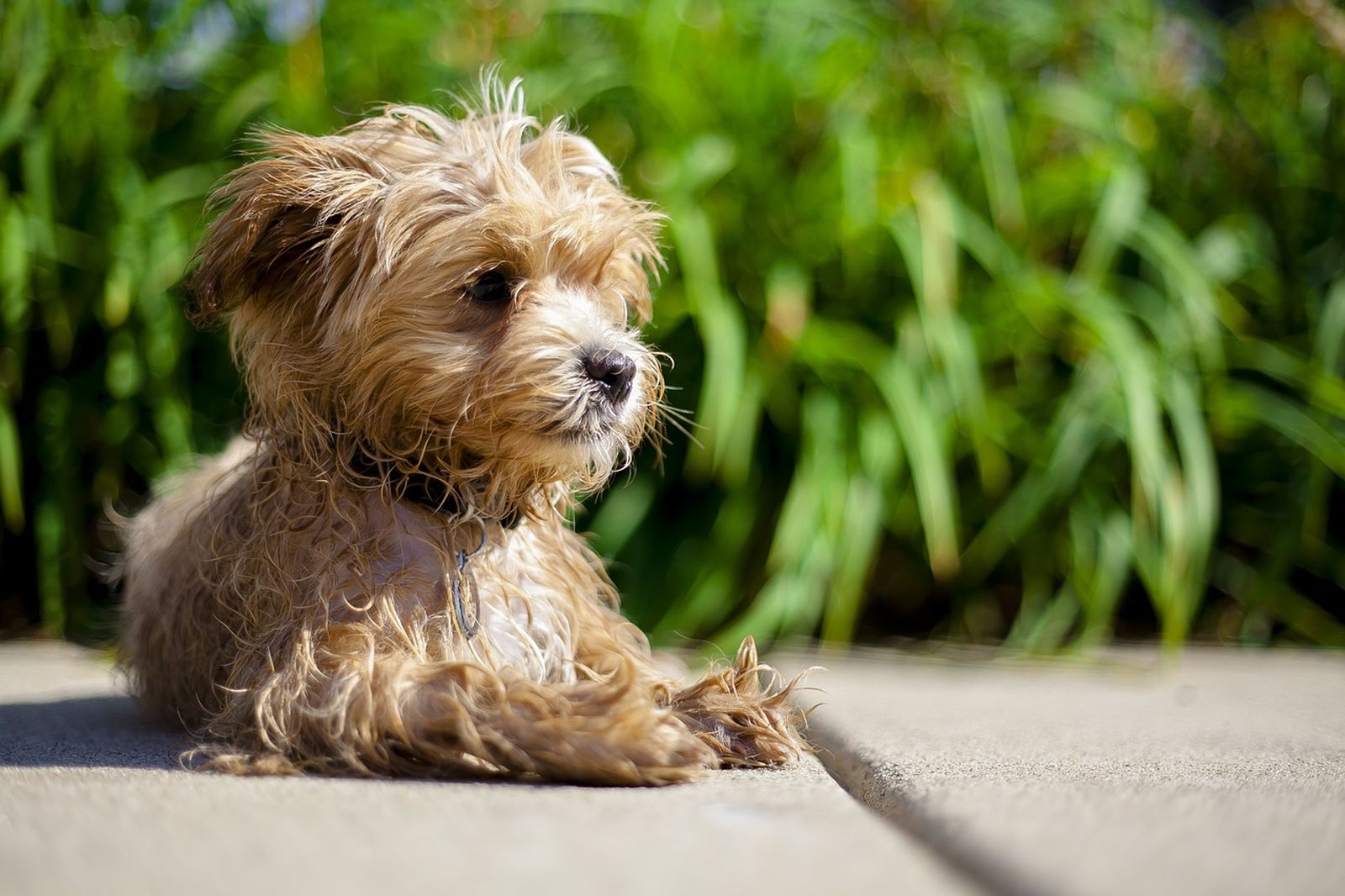 Ein nasser kleiner beige-brauner Hund liegt auf dem Steinboden vor gruener Bepflanzung und schaut nach rechts in die Ferne