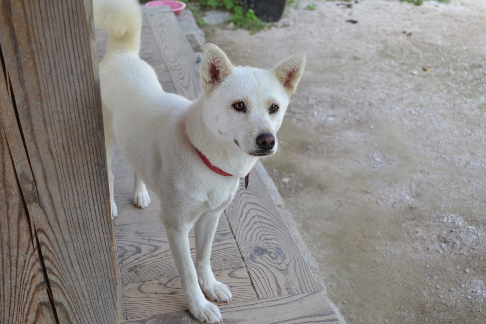 Ein weiß-hellrotfarbener Hund mit Stehohren und rotem Halsband steht auf einer Holzterasse und schaut in Richtung Betrachter