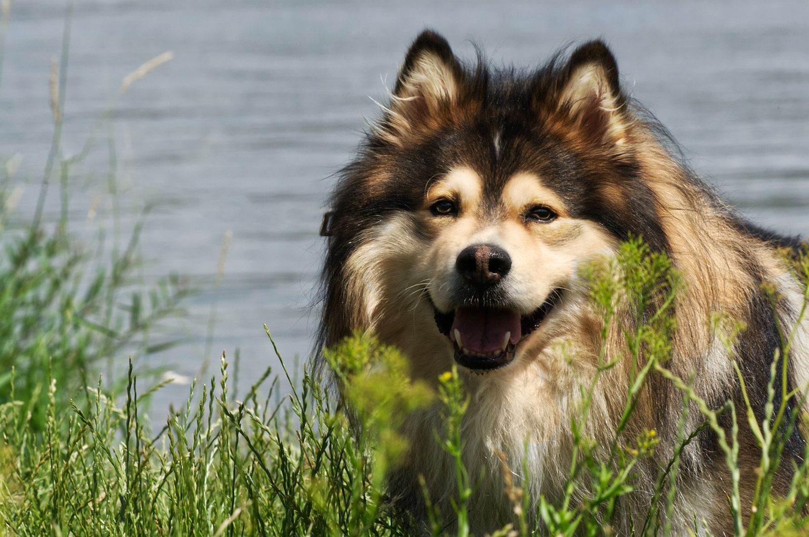 Ein braun-schwarz-beiger Finnischer Lapphund steht am Ufer eines Sees und schaut den Betrachter mit offenem Maul und freudigem Blick an