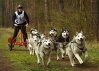 Sieben Schlittenhunde Huskys ziehen ein Vierrad mit einer PErson bei einem Wettbewerb mit der Startnummer 8.jpg