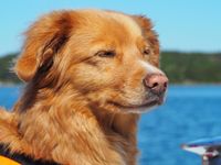 Brauner Hund mit heller Nase und geschlossenen Augen vor Wasser.jpg