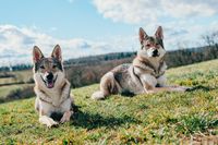 Zwei Hunde mit wolfsähnlichem Aussehen der Rasse Tamaskan liegen nebeneinander auf einer Wiese und schauen zum Betrachter.jpg