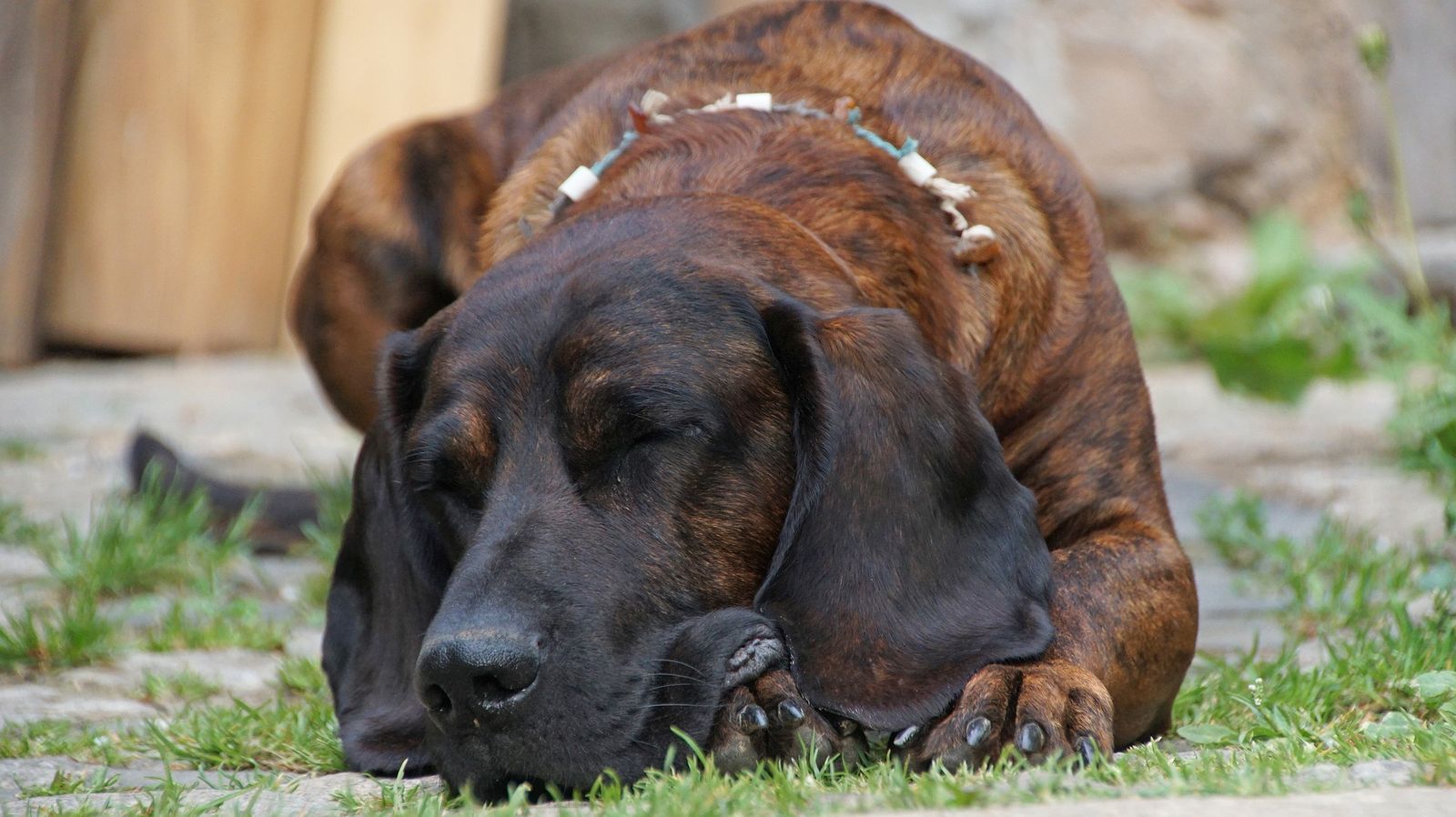Ein Hannoverscher Schweißhund mit Halskette liegt auf dem mit grabewachsenen Steinboden und schläft
