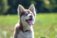 Husky Welpe mit offenem Fang und Halsband auf der Wiese frontal aufgenommen.jpg