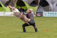 Eine Hundefuehrerin mit ihrem Hund beim Dogfrisbee und im Hintergrund ein Zuschauer.jpg