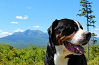 Ein Appenzeller Sennenhund schaut nach rechts und wird vor einem Bergpanorama fotografiert.jpg