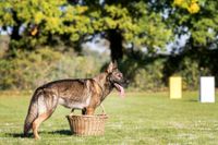 Ein Schaeferhund steht in einem Korb mit seinen Vorderpfoten auf dem Hundeplatz.jpg