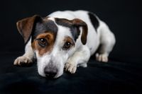 Jack Russell Terrier in Nahaufnahme.jpg